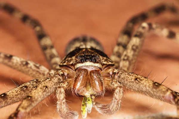 Macro- large spider on the floor — Stock Photo, Image