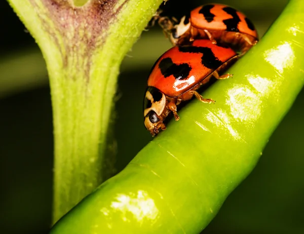 Macro-Ladybird ( Coccinella transversalis ) on green pepper — Stock Photo, Image