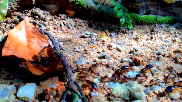 Time-lapse termiter går in i boet — Stockvideo