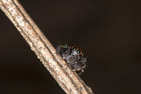 Чёрный паук на ветках — стоковое фото