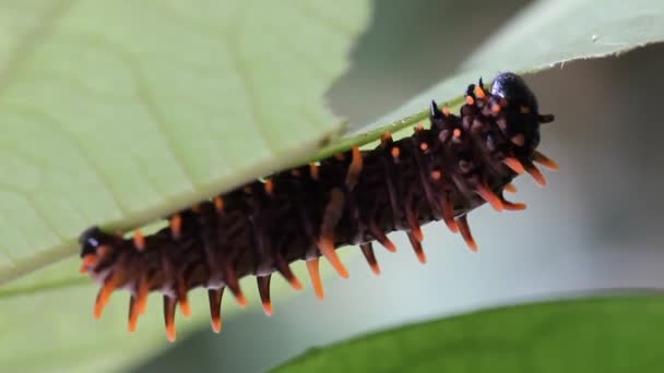 Comer oruga — Vídeos de Stock