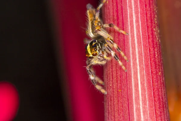 Close up jumper spider — Stock Photo, Image