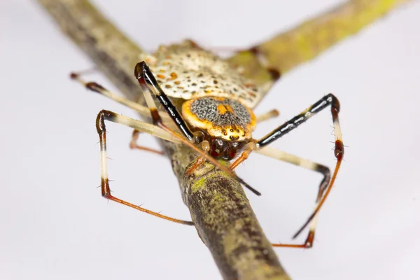 Araña amarilla-negra — Foto de Stock