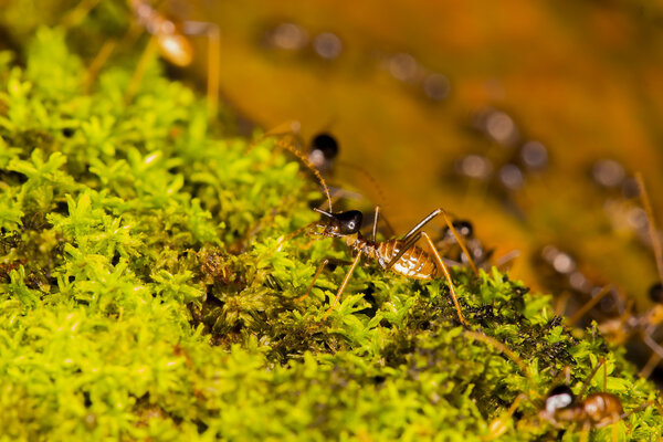 термиты на зеленом мху
