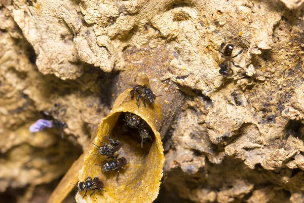 A nest entrance of stingless bees — Stock Photo, Image