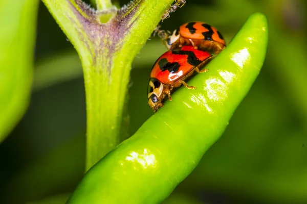 Colourful ladybird at green pepper — Stock Photo, Image