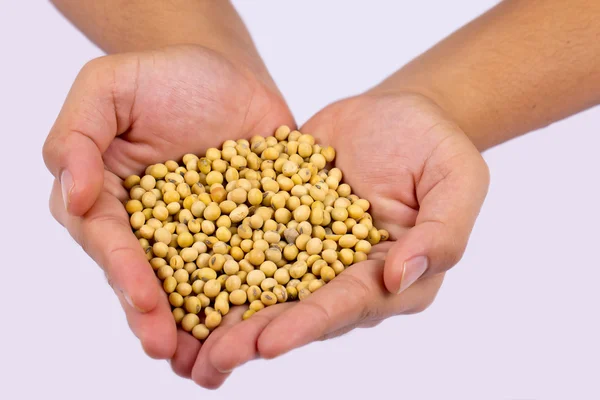 Human hand holding ripe soy bean — Stock Photo, Image