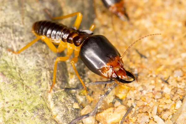 Soldat termites Image En Vente