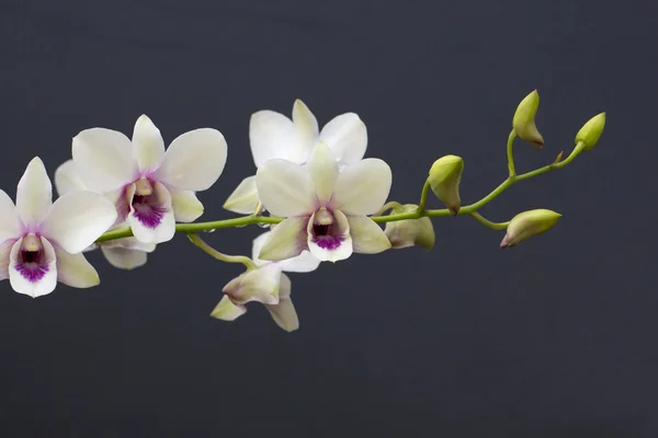 Orchidea bianca Foto Stock
