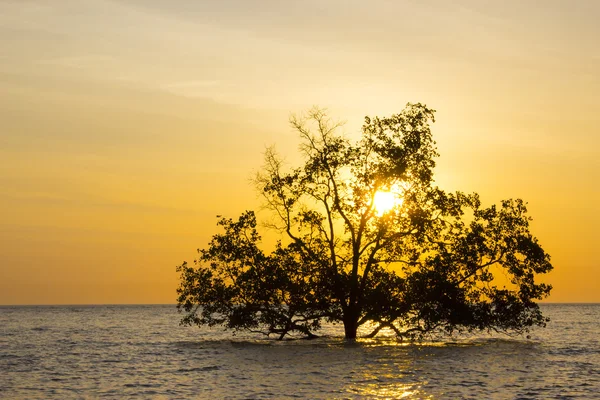 Albero in mare Immagini Stock Royalty Free