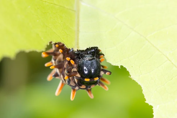 Brown caterpillars — Stock Photo, Image