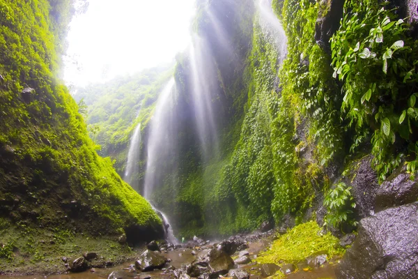 Cascada de Madakaripura —  Fotos de Stock
