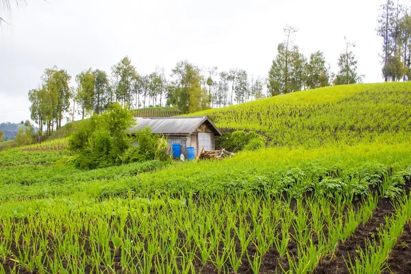 Tradiční cibulovou farma — Stock fotografie