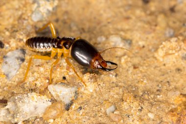 Termites soldier clipart