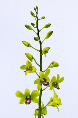 Işık sarı orkide çiçekleri mor merkezleri ile  