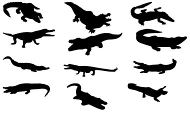 Timsah model siluet vektör