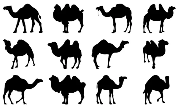 Καμήλα σιλουέτα διάνυσμα — Διανυσματικό Αρχείο