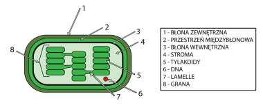 Choloroplast