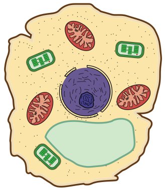Scheme of cell clipart