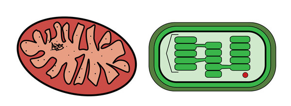 Векторная иллюстрация митохондрий и хлоропластов
