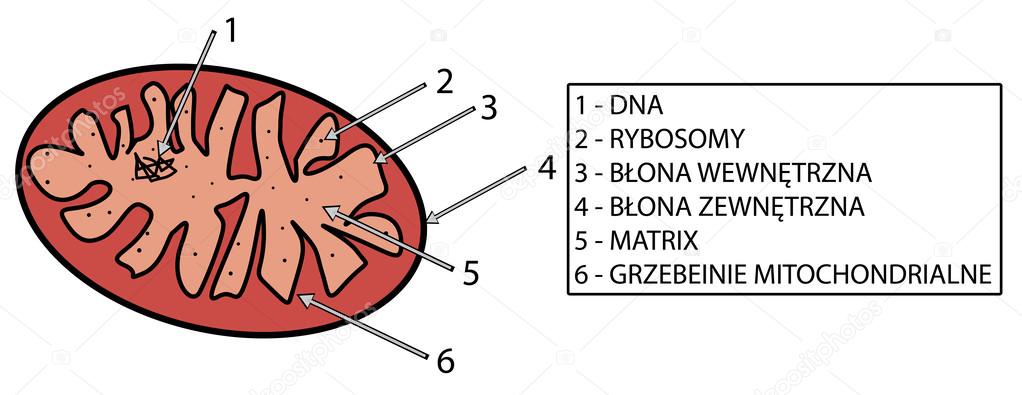 Vector illustration of mitochondria