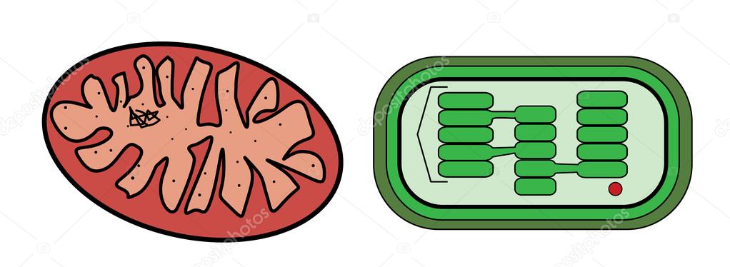 Vector illustration of mitochondria and chloroplast