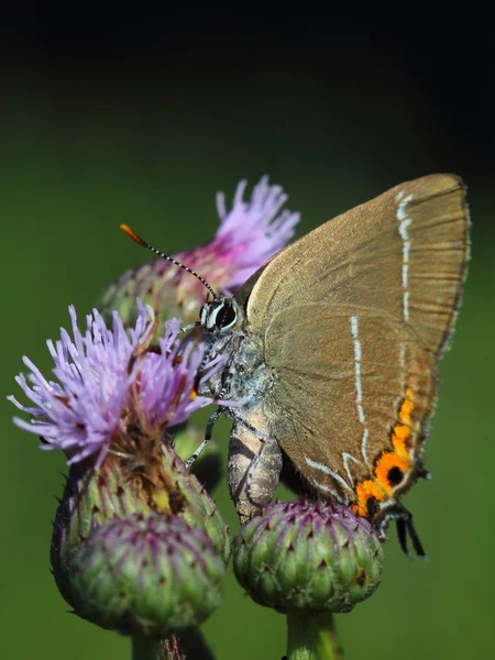 Bílá dopis Hairstreak (Satyrium w-album). Detail — Stock fotografie