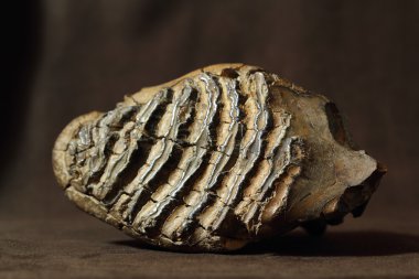 Açık görüş mamut dişi