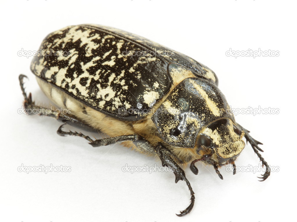 Beetle with marble spots over white
