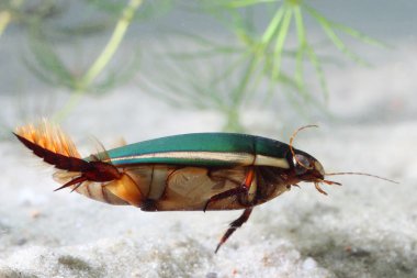 Su altında büyük dalış böceği (Dytiscus marginalis)