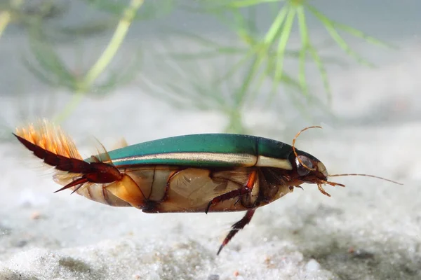 Grande besouro de mergulho (Dytiscus marginalis) debaixo de água — Fotografia de Stock