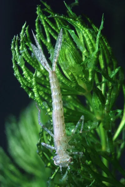 Ninfa de libélula na planta da água — Fotografia de Stock