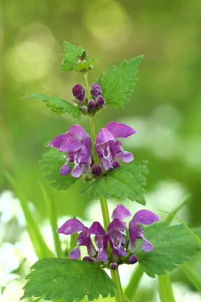Benekli ballıbaba (Lamium maculatum çiçekler)