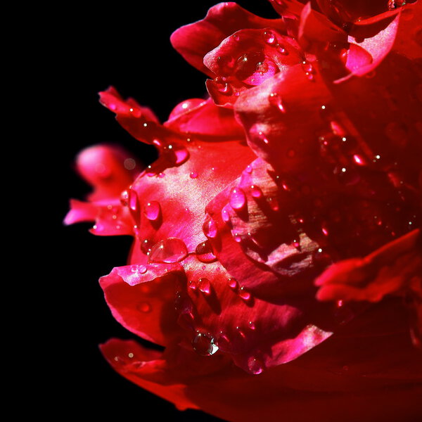 Red petals with water drops. Closeup