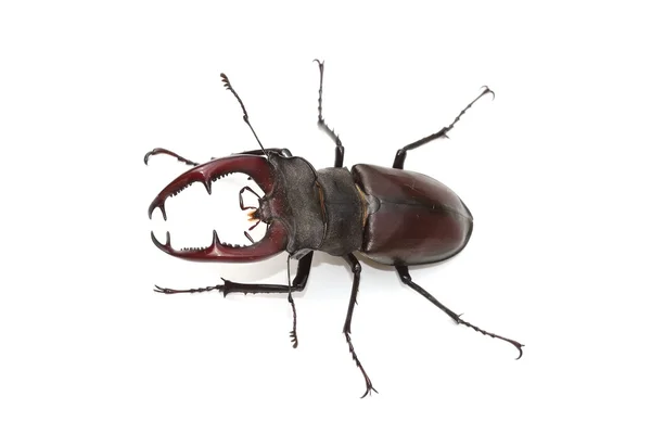 Stag beetle (Lucanus cervus) üzerinde beyaz — Stok fotoğraf