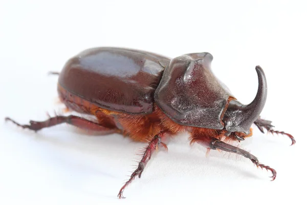European rhinoceros beetle (Oryctes nasicornis) — Stock Photo, Image
