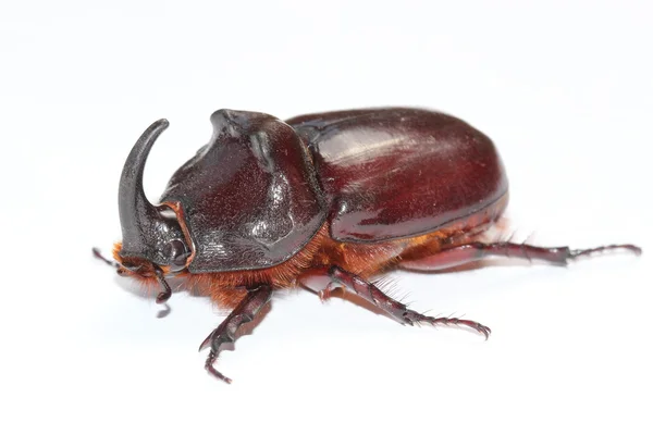 男的欧洲犀牛甲虫 (Oryctes nasicornis) — 图库照片