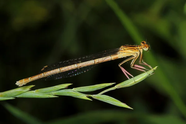 Damselfly na grama — Fotografia de Stock