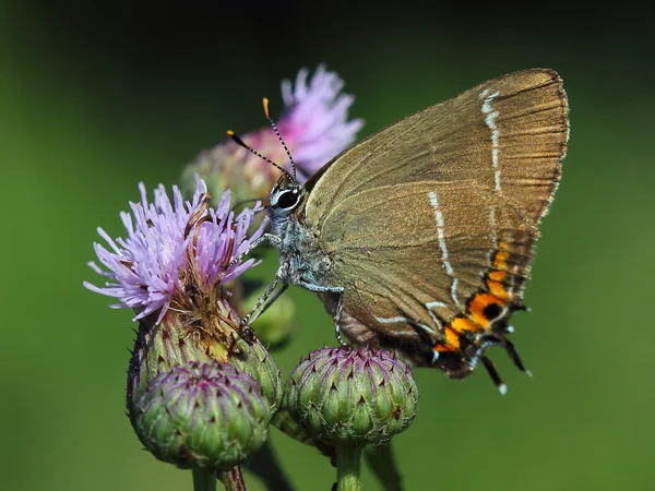 Branco-carta betulae (Satyrium w-álbum) — Fotografia de Stock