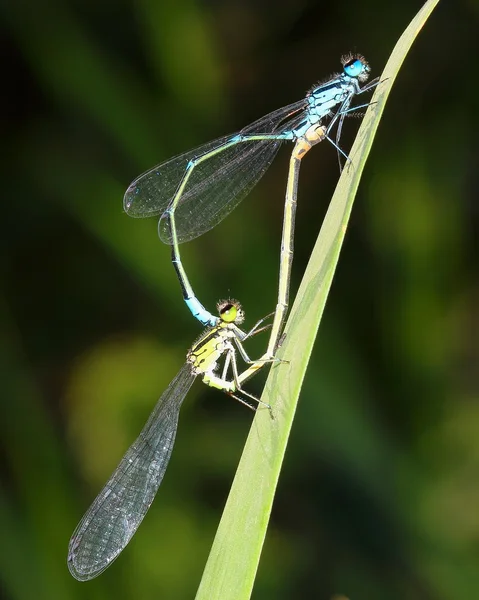 Para damselflies kopulują na trawie — Zdjęcie stockowe