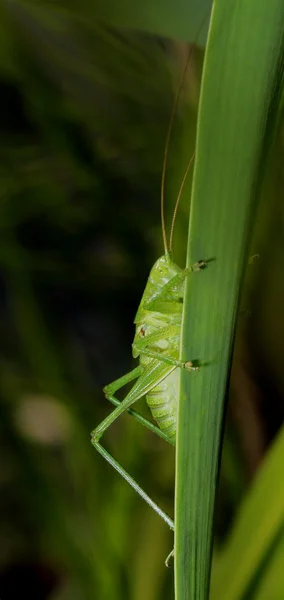 Sprinkhaan met lange snor op gras — Stockfoto