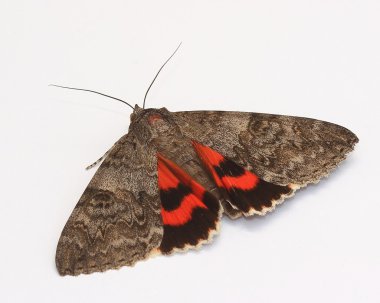 Moth - Red Underwing (Catocala nupta) clipart