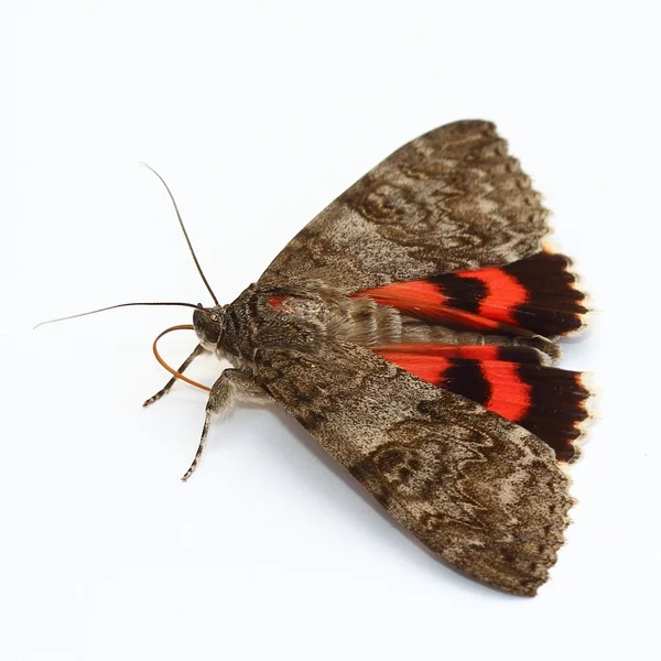 Motte - roter Unterflügel (catocala nupta) über weißem — Stockfoto
