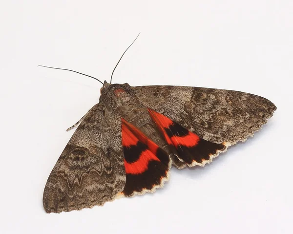 Traça - Red Underwing (Catocala nupta ) — Fotografia de Stock