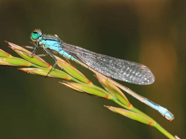 Damselfly com orvalho da manhã — Fotografia de Stock