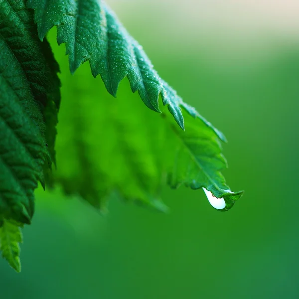 水滴付きの緑の葉 — ストック写真