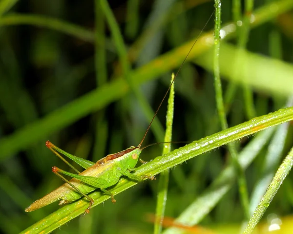 Grasshopper on wet grass — Stock Photo, Image