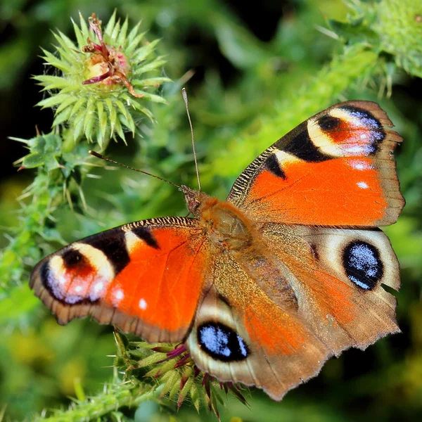 Mariposa - Pavo real europeo (Inachis io ) — Foto de Stock