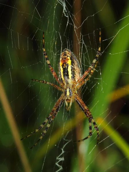 Araña avispa cubierta de rocío temprano en la mañana — Foto de Stock