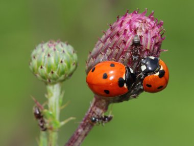 Odd-man-out (two ladybirds and ant) clipart